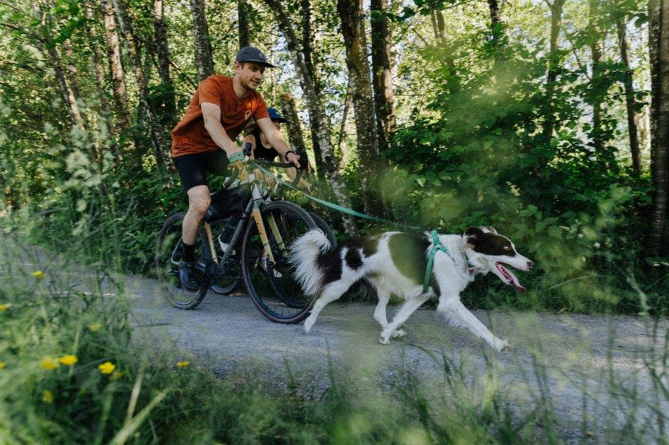 Dog friendly bike trails near me new arrivals